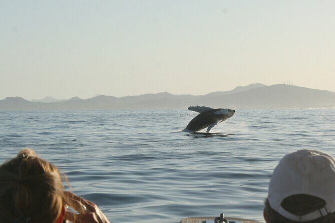 Sunset Whale Watching in San Jose del Cabo - The Sum Up