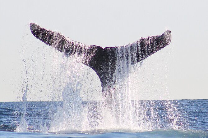 Sunset Whale Watching in San Jose del Cabo - FAQ