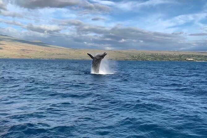 Sunset Whale Watching Shared Activity - Key Points