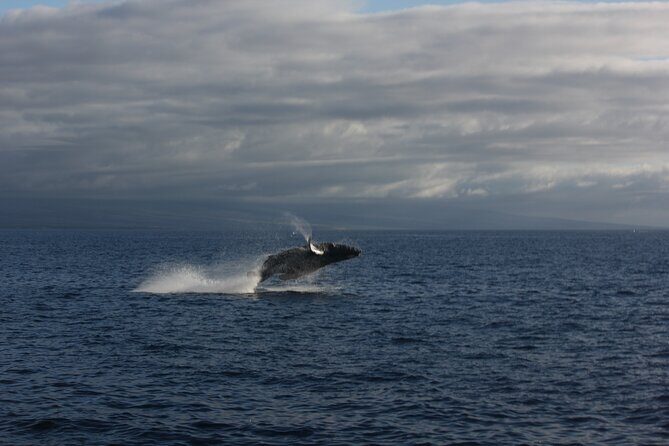 Sunset Whale Watching Shared Activity - Who Should Book This Tour?