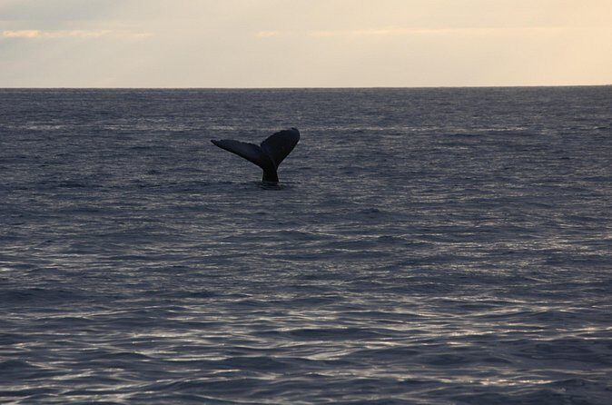 Sunset Whale Watching Shared Activity - The Sum Up: Why This Tour Is a Smart Choice