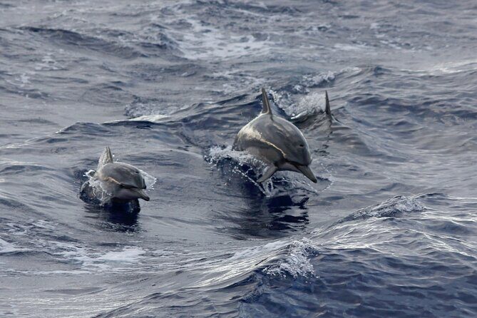 Sunset Whale Watching Shared Activity - FAQs