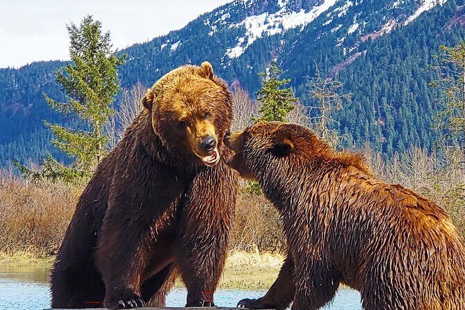 Sunset Wilderness Wildlife and Glacier Experience - Key Points