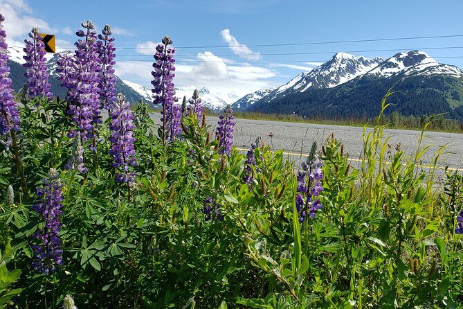 Sunset Wilderness Wildlife and Glacier Experience - An In-Depth Look at the Tour Itinerary