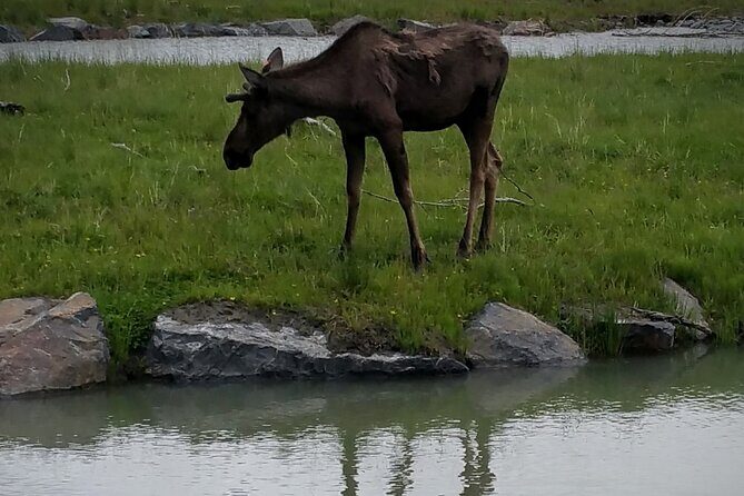 Sunset Wilderness Wildlife and Glacier Experience - The Sum Up: Who Will Appreciate This Tour?