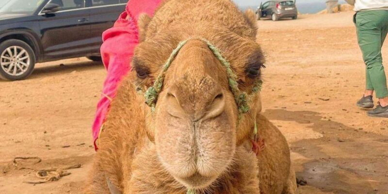 Sunset with Camel ride in Tangier ends with walking tour - The Guides and Transportation