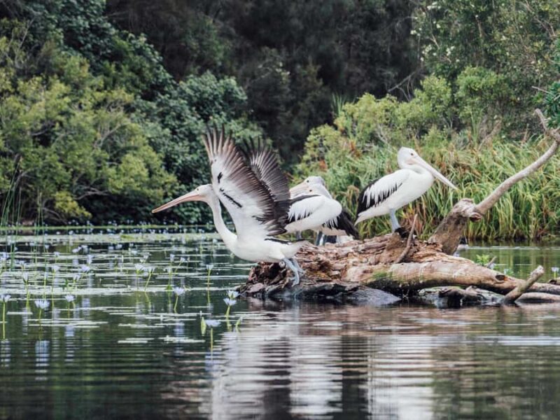Sunshine Coast: Eumundi & Noosa Everglades with River Cruise - Final Thoughts