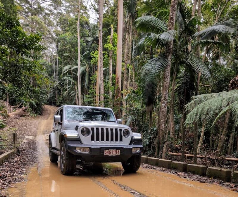 Sunshine Coast: Hinterland Adventure Private 4WD Jeep Tour - Wildlife and Nature