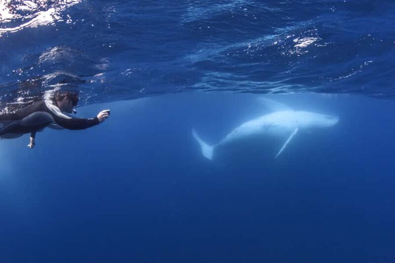 Sunshine Coast: Humpback Whale Cruise And Swim - Key Points