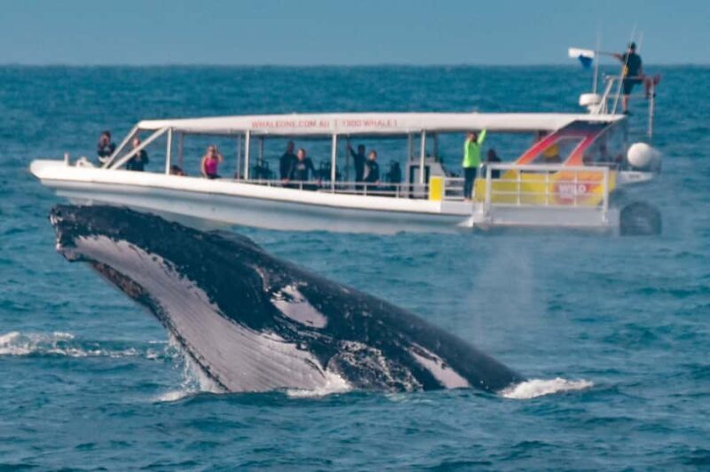 Sunshine Coast: Humpback Whale Cruise And Swim - A Closer Look at the Experience