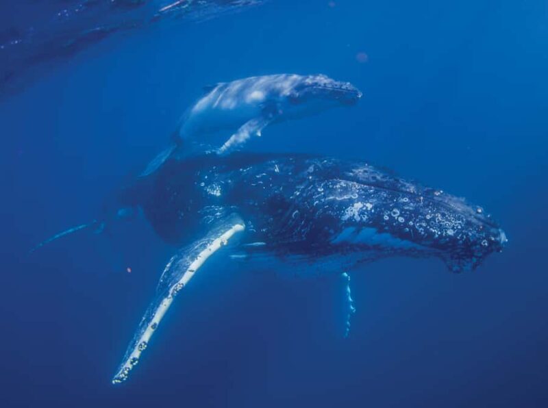 Sunshine Coast: Humpback Whale Cruise And Swim - Final Thoughts: Is It Worth It?