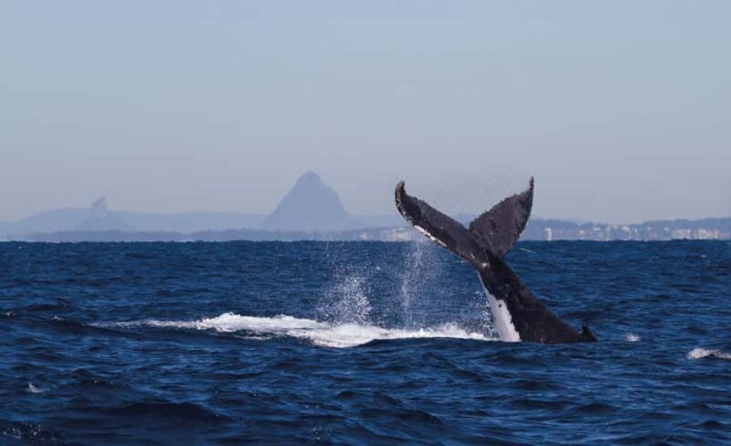 Sunshine Coast: Humpback Whale Cruise And Swim - FAQ