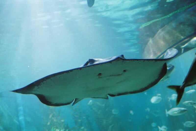 Sunshine Coast: SEA LIFE Sunshine Coast Entry Ticket - The Itinerary and What You’ll Experience