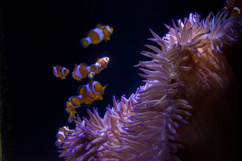 Sunshine Coast: SEA LIFE Sunshine Coast Entry Ticket - Reviews and Visitor Perspectives