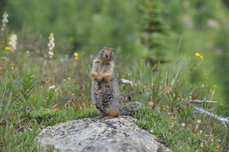 Sunshine Meadows Daily Guided Hike with Gondola - An Overview of Sunshine Meadows Guided Hike & Gondola