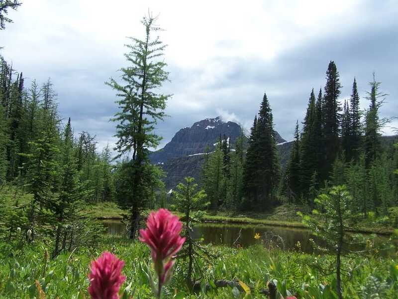 Sunshine Meadows Daily Guided Hike with Gondola - Practical Details and Value