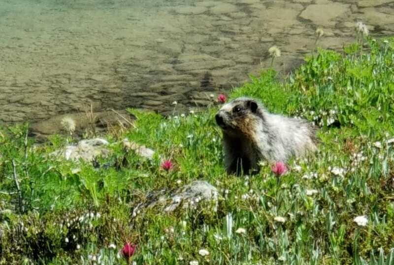 Sunshine Meadows Daily Guided Hike with Gondola - Final Thoughts: Is It Worth It?