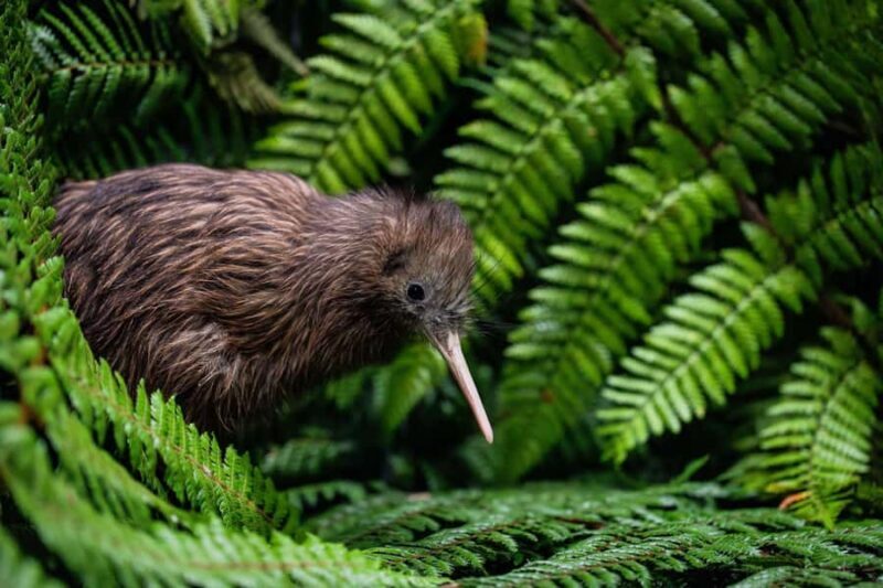 SUPER DEAL: Ruakuri Caves, Te Puia Rotorua & Blue Springs - The Value Proposition: Is It Worth It?
