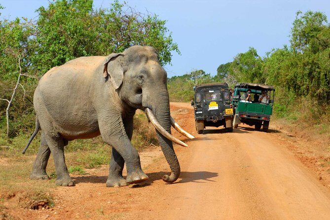 Super Luxury Jeep Safari at Yala National Park - Final Thoughts