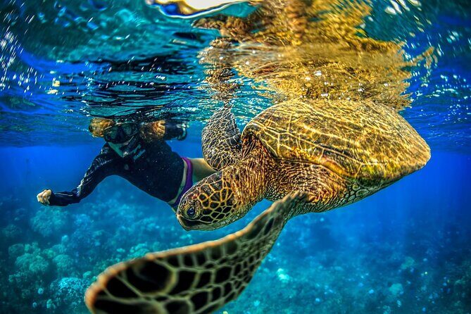 Super Raft - Private Charter Maui 3 Hour Snorkel to Coral Gardens or Molokini - An In-Depth Look at the Experience