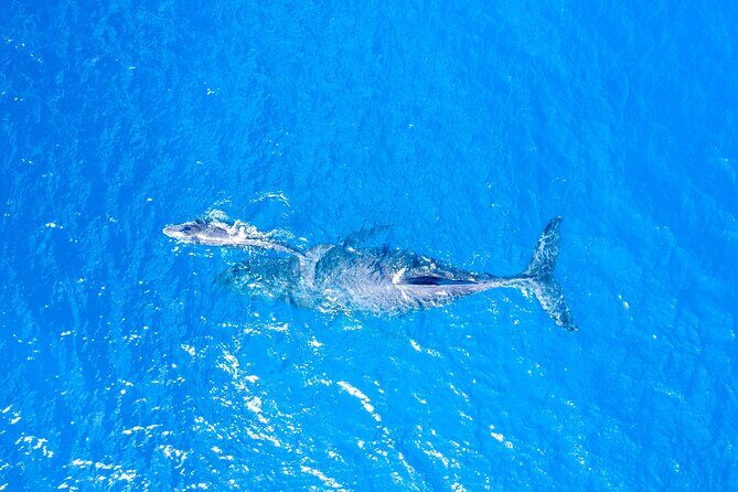 Super Raft - Private Charter Maui 3 Hour Snorkel to Coral Gardens or Molokini - FAQ