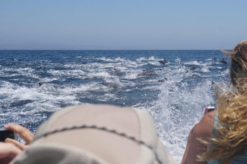 Superior 2hr Private Whale & Dolphin Watching Newport Beach - Why Choose a Private, 2-Hour Marine Adventure?