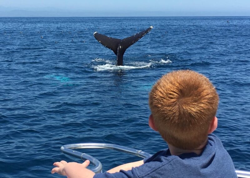 Superior 2hr Private Whale & Dolphin Watching Newport Beach - Comfort and Safety — Designed for Enjoyment