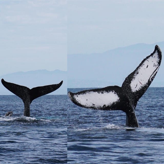 Superior 2hr Private Whale & Dolphin Watching Newport Beach - Price, Value, and What You’re Paying For