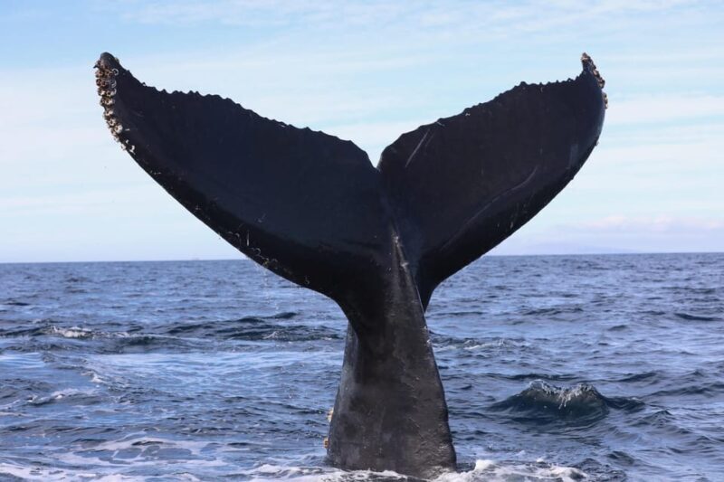 Superior 2hr Private Whale & Dolphin Watching Newport Beach - Authentic Reviews and What They Say