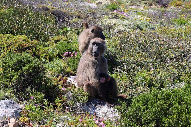 Supersaver: Cape of Good Hope and Cape Point Day Tour from Cape Town - Pricing and Value