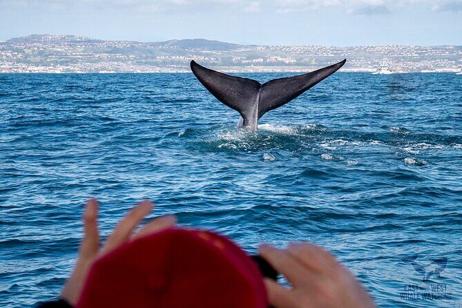 Supreme 2hr Whale/Dolphin Watching Newport Beach, 6 person max - An Authentic Newport Beach Marine Adventure