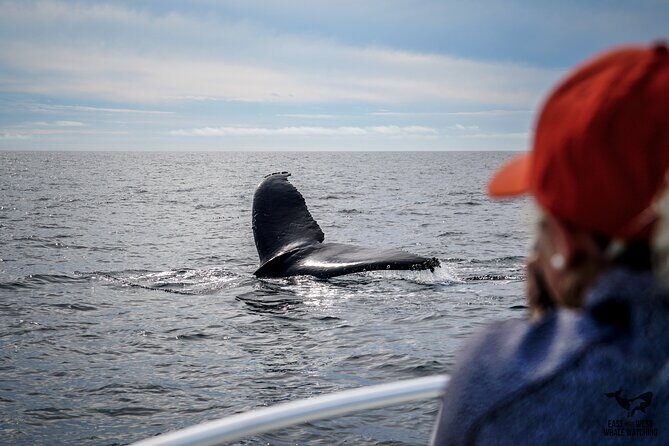 Supreme 2hr Whale/Dolphin Watching Newport Beach, 6 person max - Who Should Book This Tour?