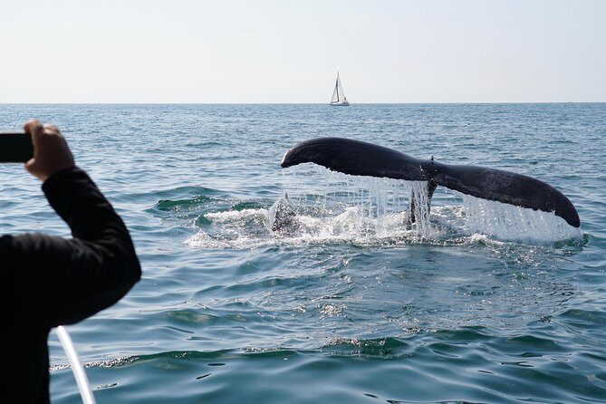 Supreme 2hr Whale/Dolphin Watching Newport Beach, 6 person max - FAQ
