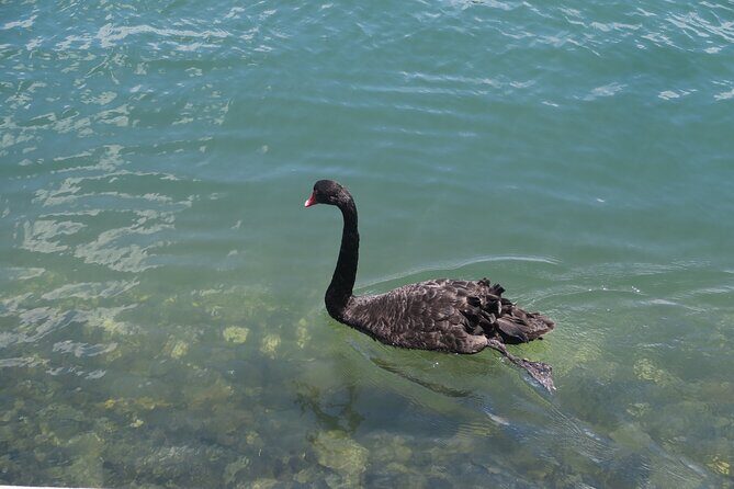 Surfers Paradise Sightseeing Midday River Cruise - Authentic Traveler Perspectives