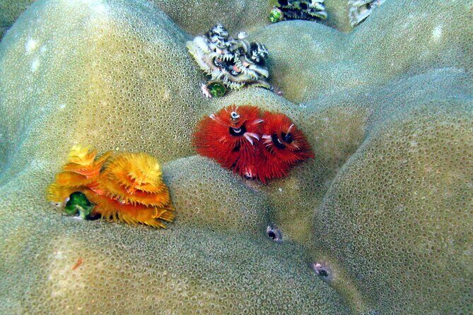 Surin Islands- Early Bird Snorkeltour from Khao Lak in English, French, German, Italian - Final thoughts