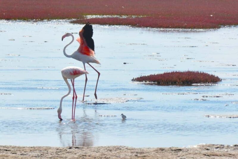 swakopmund city tour dune 7 pink lake pink flamingos - The Museum and Cultural Insights