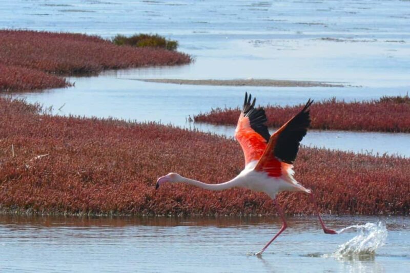 swakopmund city tour dune 7 pink lake pink flamingos - Punctuality and Tour Management