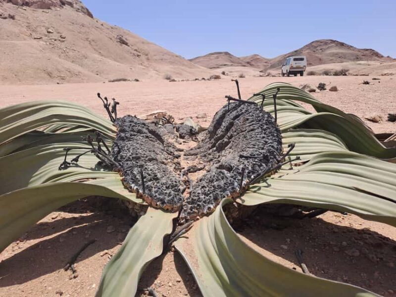 Swakopmund: Moon Valley and Namib Desert Welwitschia Tour - Moon Valley: The Landscape of Ancient Canyons