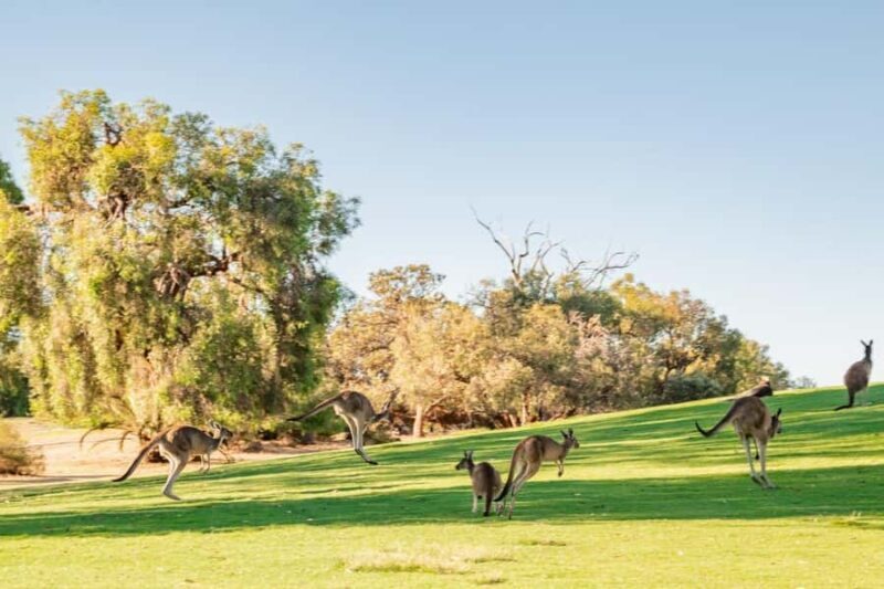 Swan Valley: Golf Cart Kangaroo Safari w/ Mini Golf & Drink - Key Points