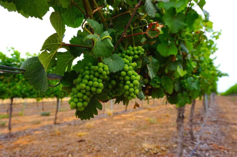 Swan Valley: Half-Day Wine Tour From Perth - Key Points