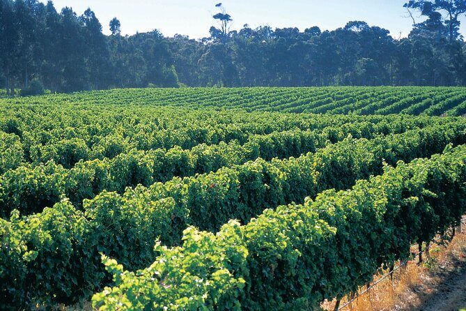 Swan Valley Private Tour - FAQ