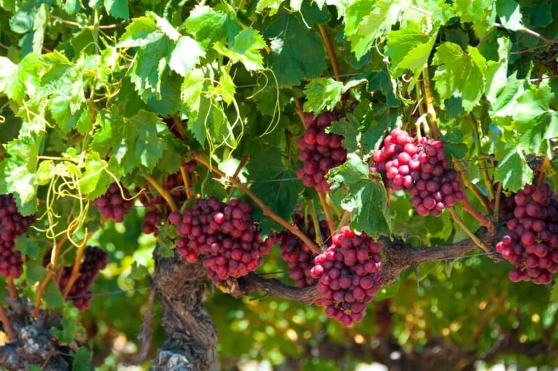 Swan Valley Wine Discovery: Private Tour from Perth - Detailed Review of the Swan Valley Wine Discovery Tour