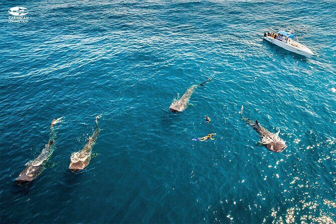 Swim Adventure with Whale Sharks in the Caribbean Sea from Riviera Maya & Cancún - Key Points