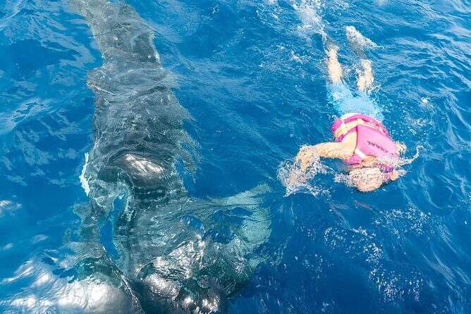 Swim Adventure with Whale Sharks in the Caribbean Sea from Riviera Maya & Cancún - The Sum Up: Who Should Consider This Tour?