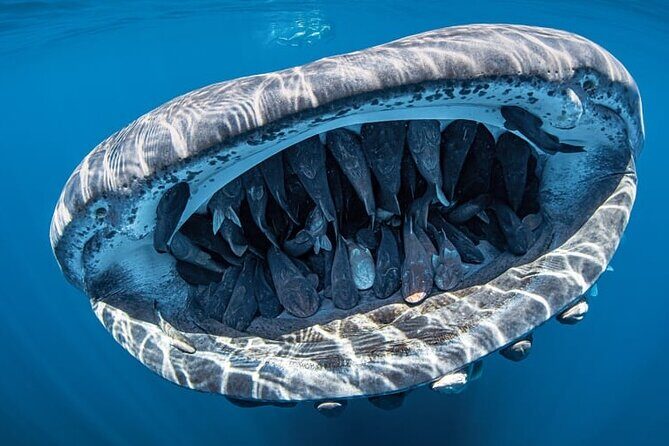 Swim Adventure with Whale Sharks in the Caribbean Sea from Riviera Maya & Cancún - FAQ: Common Questions About the Whale Shark Tour