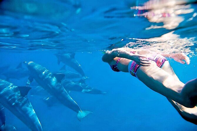 Swim and Paddle Board with Wild Dolphin Pods in Puerto Vallarta - Key Points
