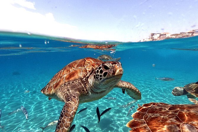 Swim and Snorkel with Sea Turtles - Key Points