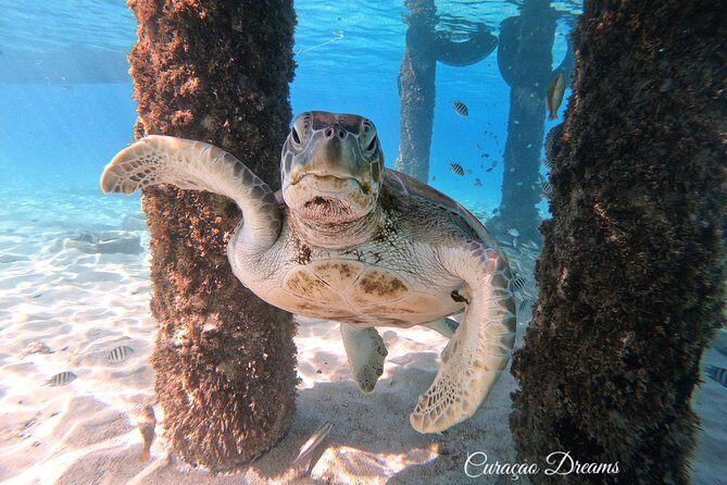 Swim and Snorkel with Sea Turtles - An Honest Look at What You Can Expect