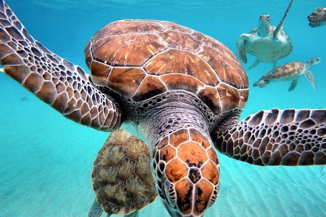 Swim and Snorkel with Sea Turtles - FAQ