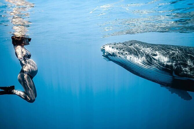Swim in Moorea with Humpback Whales and More - What to Expect During the Tour